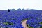Bluebells Close 7