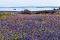 Bluebells Red Campion 4