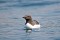 Guillemots at Sea 1