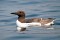 Guillemots at Sea 3