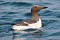 Guillemots at Sea 4