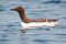 Guillemots at Sea 8