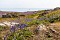 May on Skomer 2