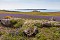 May on Skomer 6