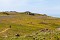 May on Skomer 7