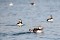 Puffins with Sandeels 23