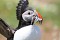Puffins with Sandeels 6