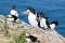 Razorbills 1