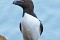 Razorbills 2