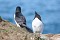 Razorbills 6