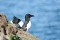 Razorbills 7