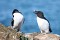 Razorbills 8