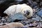 Seals Martins Haven 10