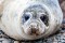 Seals Martins Haven 6