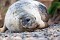 Seals Martins Haven 7