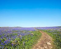 Fields of Bluebells
