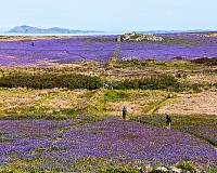 May on Skomer